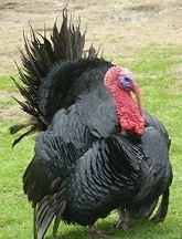 Turkey in full (narcissistic) display